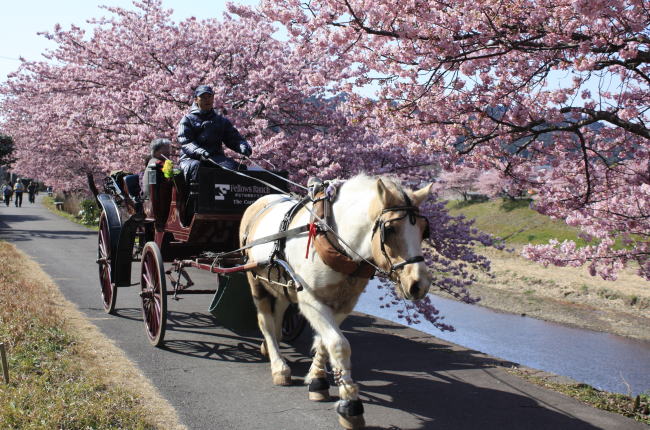 南伊豆下賀茂温泉の、みなみの桜と菜の花まつり